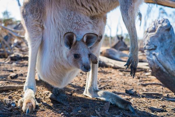 Bimbi prematuri: i benefici della canguro-terapia
